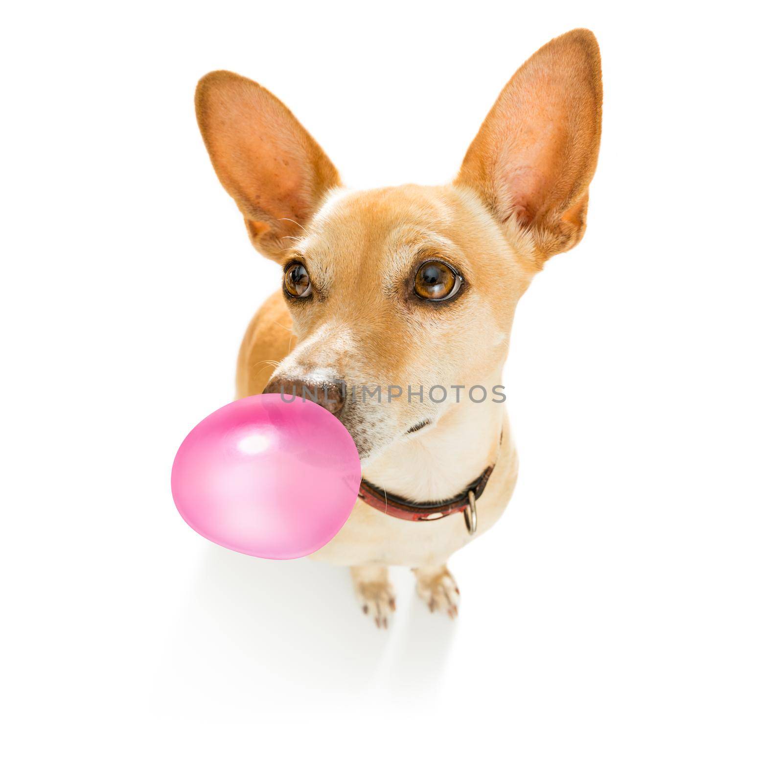 curious chihuahua dog  looking up to owner waiting or sitting patient to play or go for a walk with  chewing bubble gum ,   isolated on white background