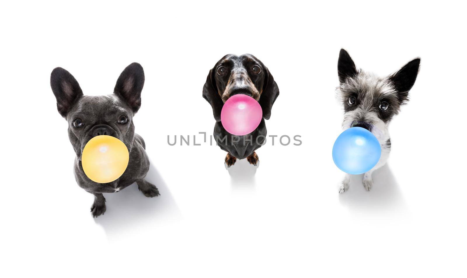curious couple row of dogs looking up to owner waiting or sitting patient to play or go for a walk with  chewing bubble gum ,   isolated on white background