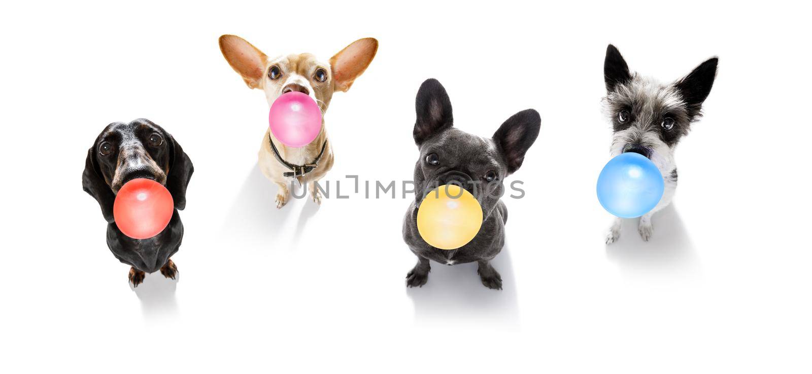 dog chewing bubble gum by Brosch