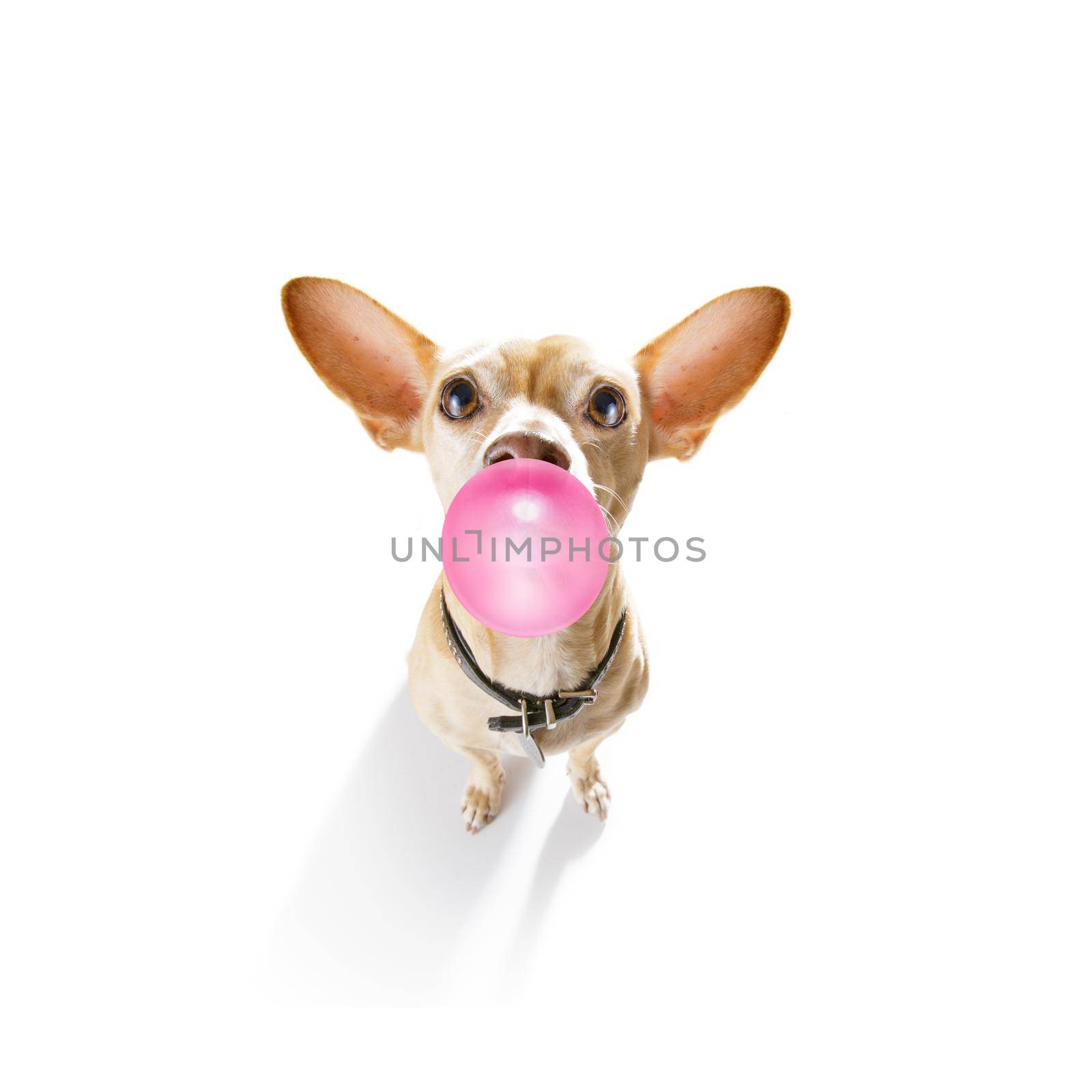 curious chihuahua dog  looking up to owner waiting or sitting patient to play or go for a walk with  chewing bubble gum ,   isolated on white background