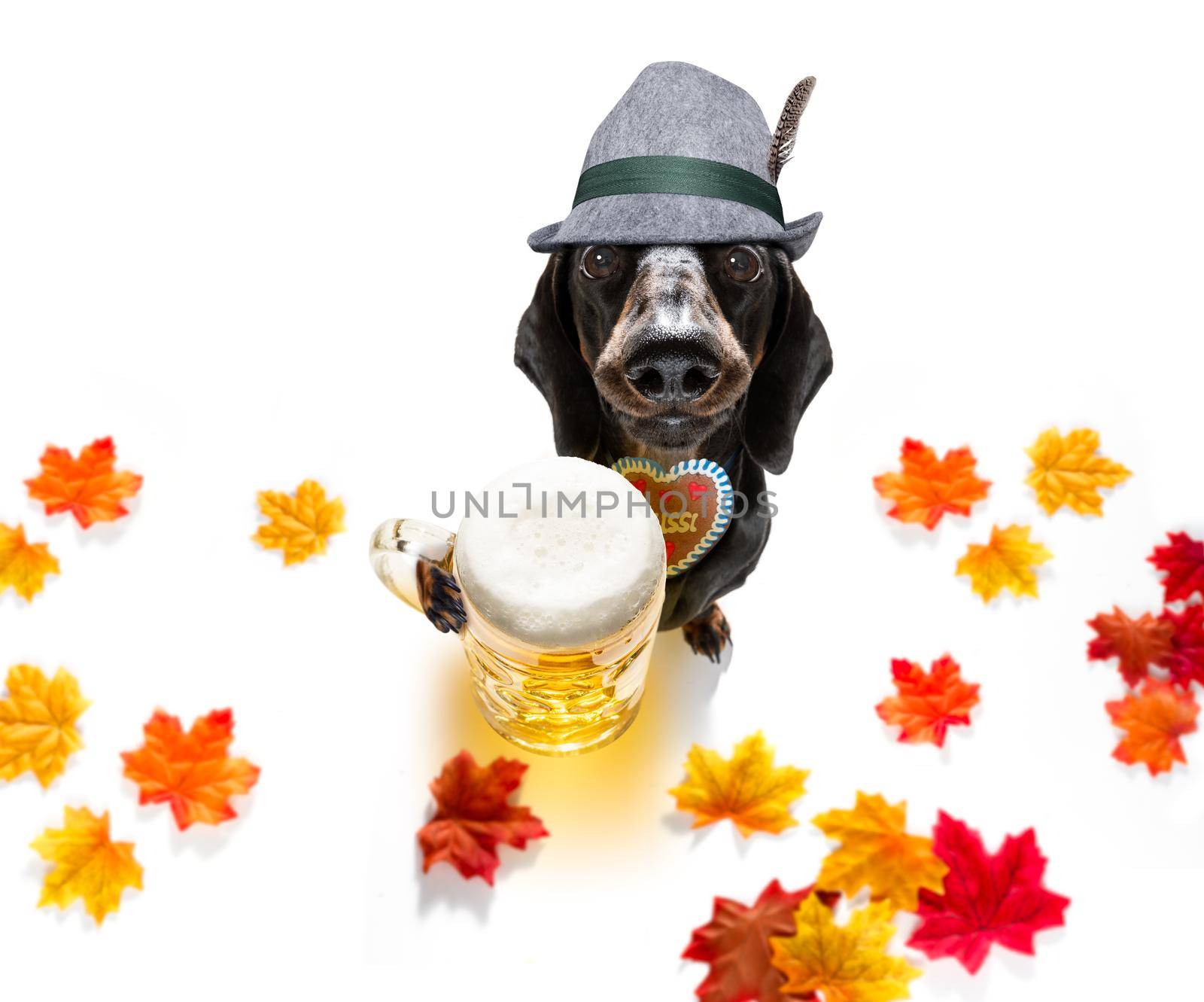 dachshund sausage  dog with  gingerbread and  mug  isolated on white background , ready for the beer celebration festival in munich in oktober