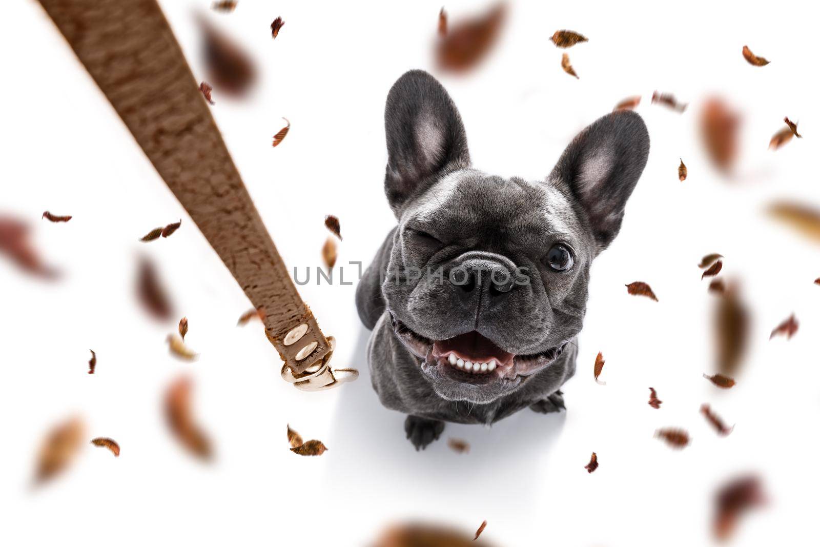 french bulldog  dog waiting for owner to play  and go for a walk with leash, isolated on white background in autumn or fall with leaves