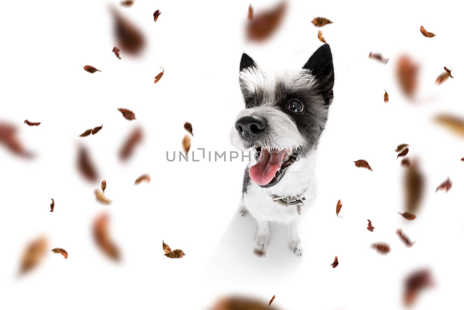 poodle   dog waiting for owner to play  and go for a walk with leash, isolated on white background in autumn or fall with leaves