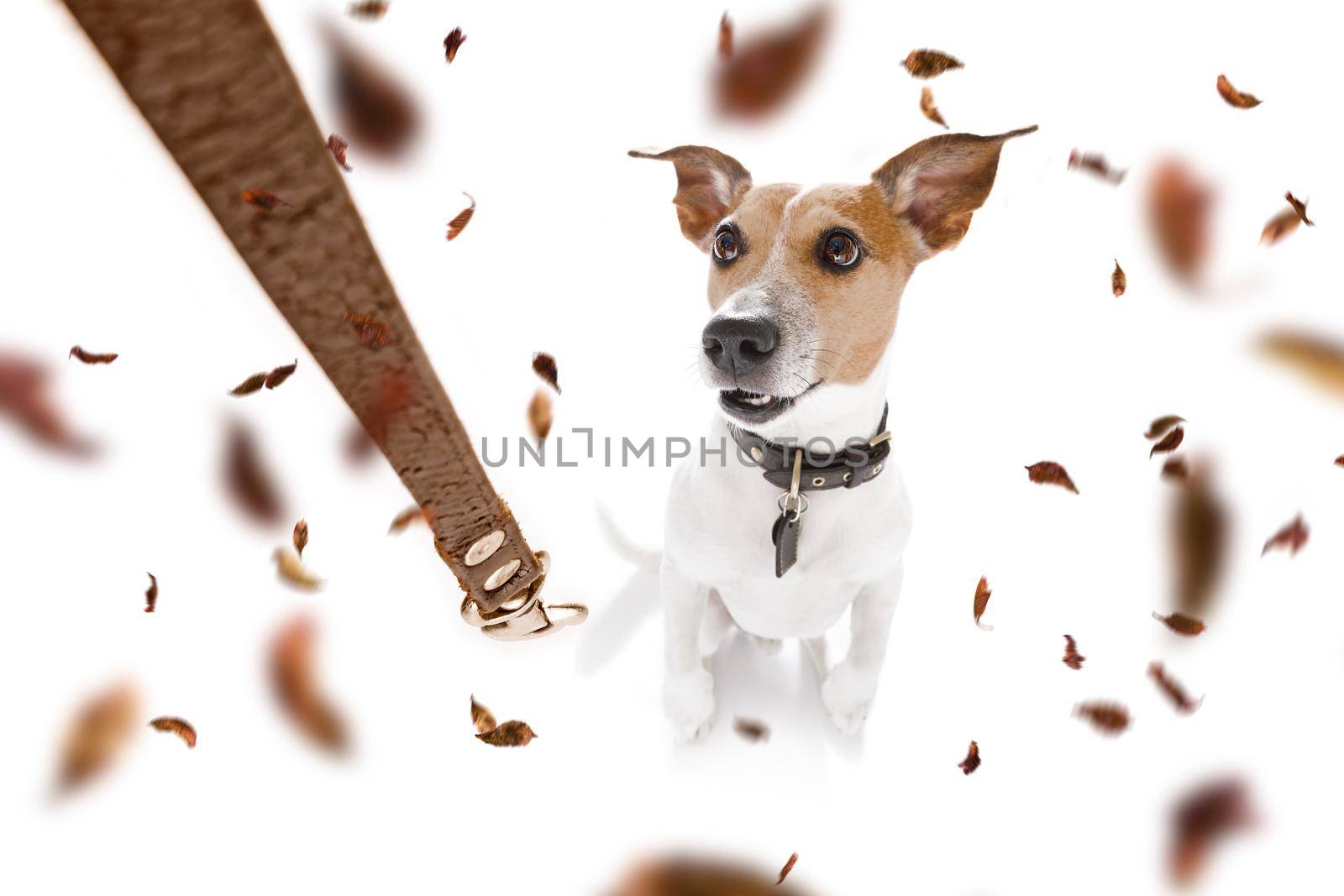 jack russell terrier   dog waiting for owner to play  and go for a walk with leash, isolated on white background in autumn or fall with leaves