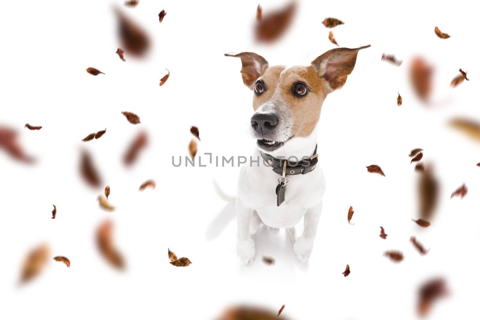 jack russell terrier   dog waiting for owner to play  and go for a walk with leash, isolated on white background in autumn or fall with leaves