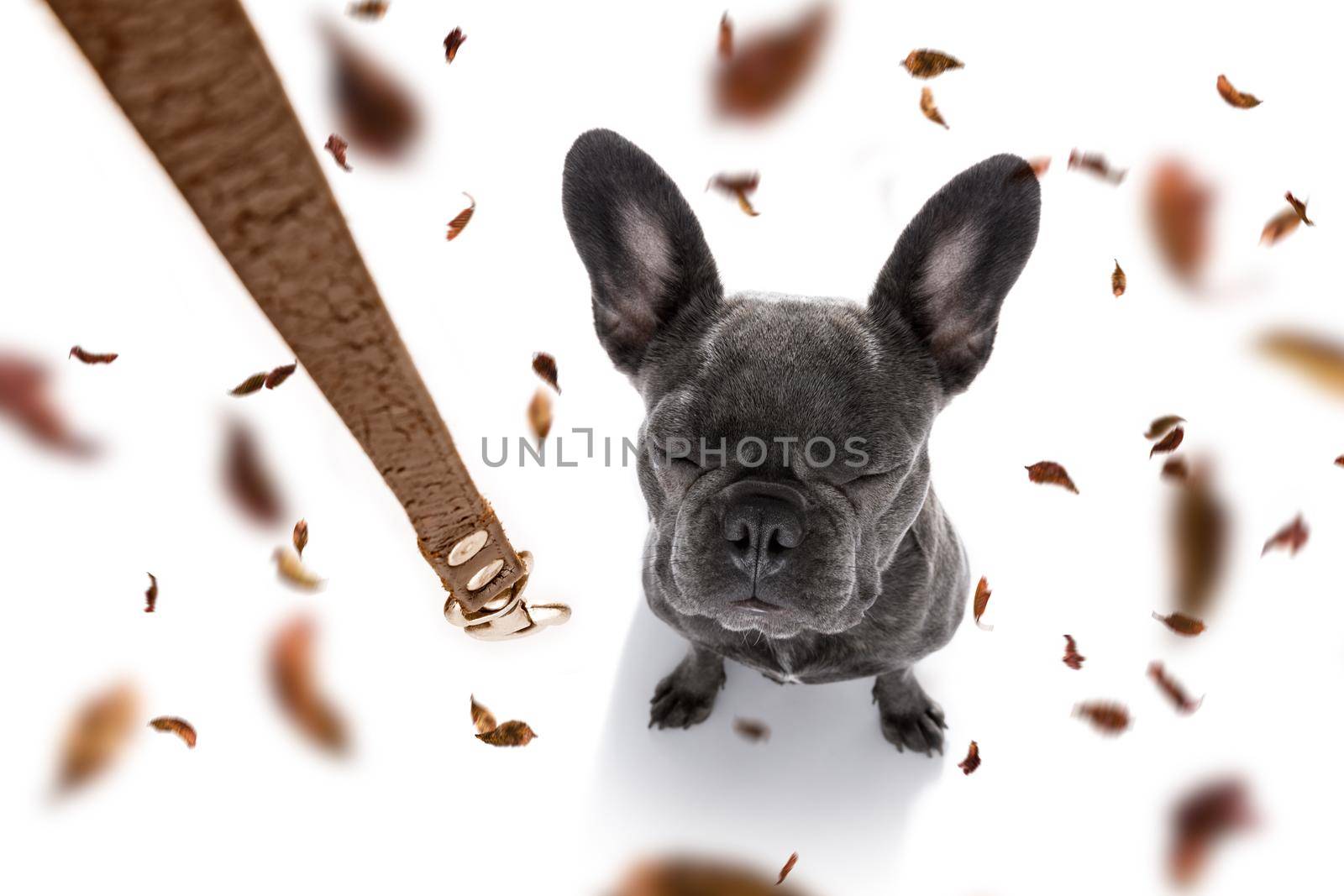 french bulldog  dog waiting for owner to play  and go for a walk with leash, isolated on white background in autumn or fall with leaves