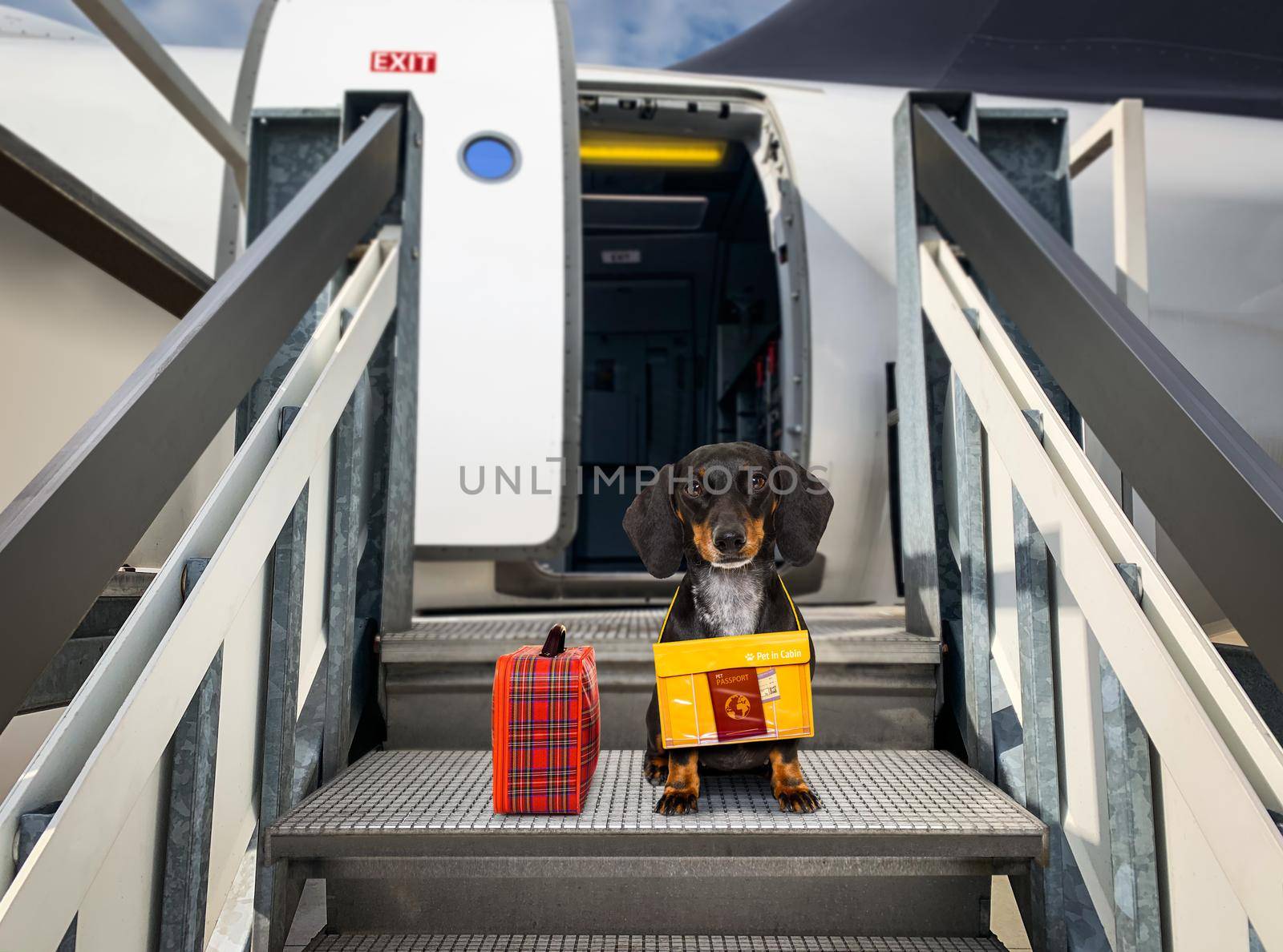 dachshund sausage   dog  with luggage bag ready to travel as pet in cabin in plane or airplane as a passanger, for summer vacation holidays