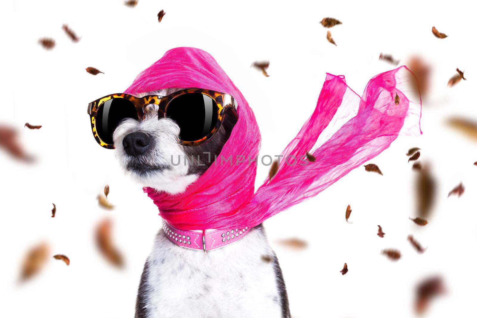 chic fashionable diva luxury  cool dog with funny sunglasses, scarf and necklace, isolated on white background in autumn or fall with leaves