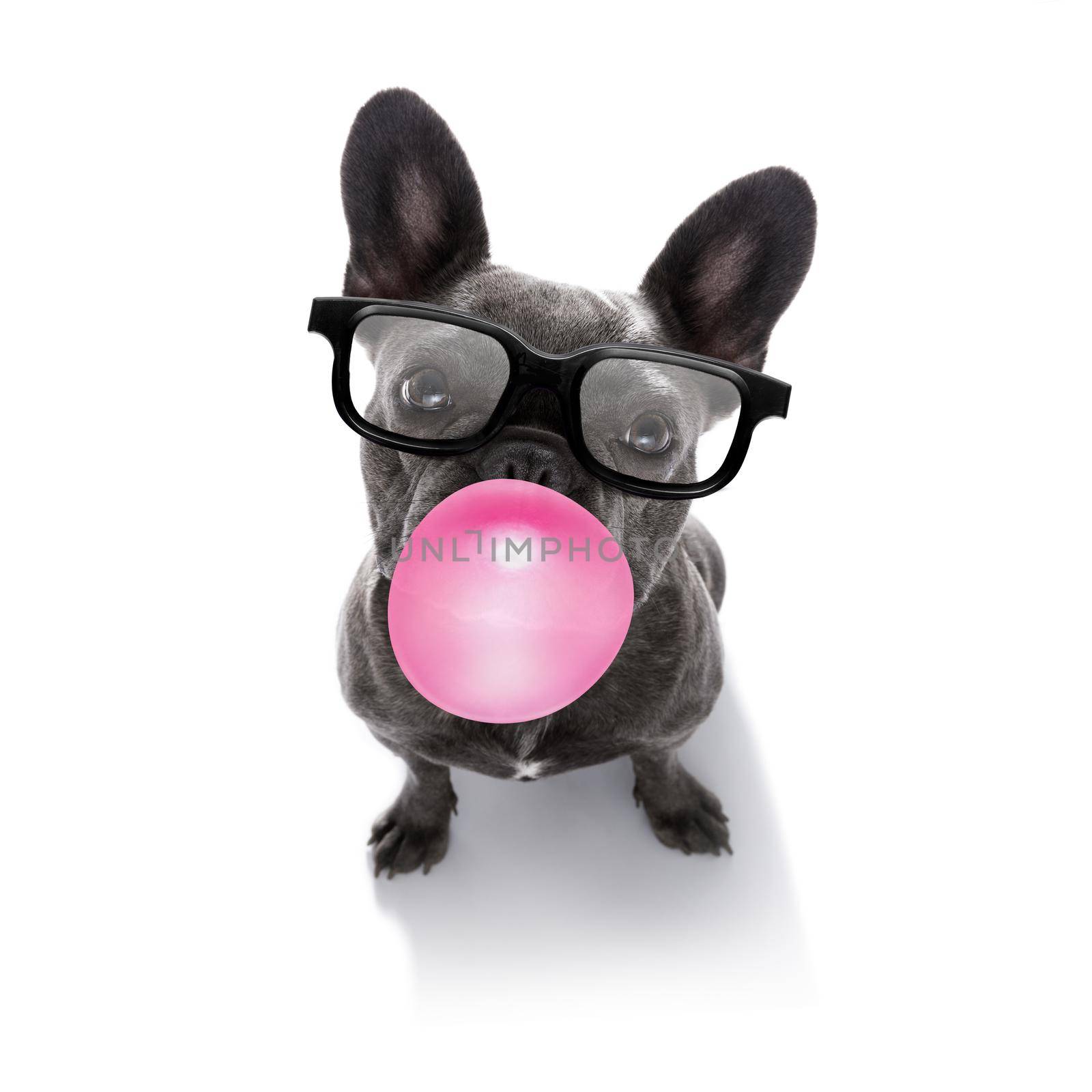 curious french bulldog dog looking up to owner waiting or sitting patient to play or go for a walk with  chewing bubble gum and reading sunglasses   isolated on white background