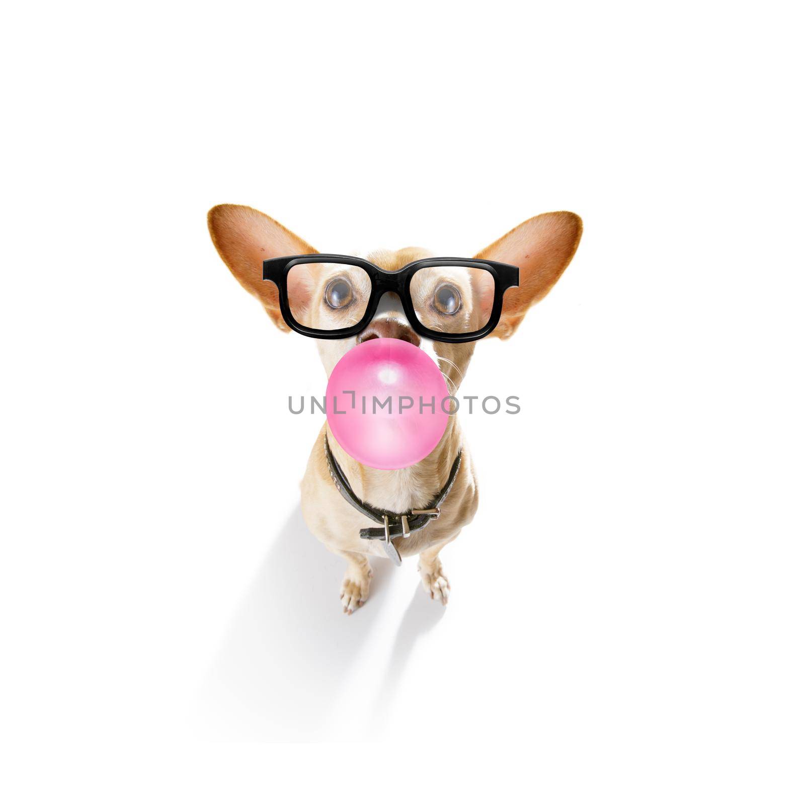 curious chihuahua dog  looking up to owner waiting or sitting patient to play or go for a walk with  chewing bubble gum with reading sunglasses or glasses,   isolated on white background