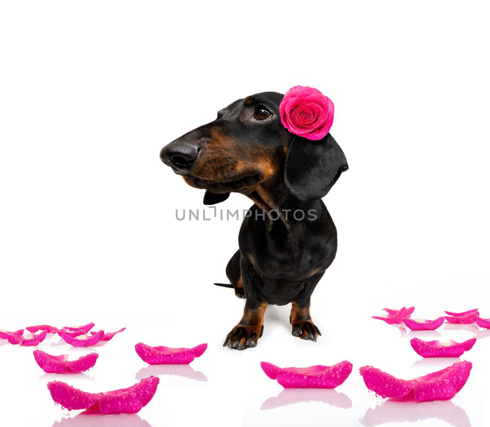 sausage dachshund dog , with a valentines rose on head and on floor, isolated on white background