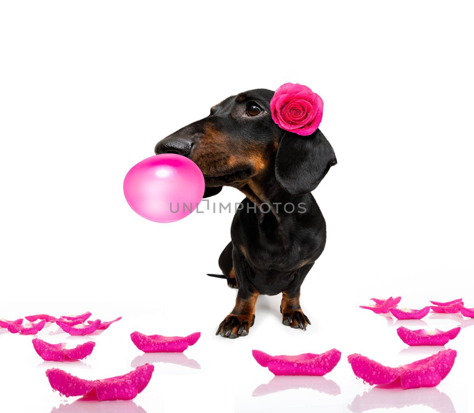 sausage dachshund dog , with a valentines rose on head and on floor with bubble chewing gum, isolated on white background