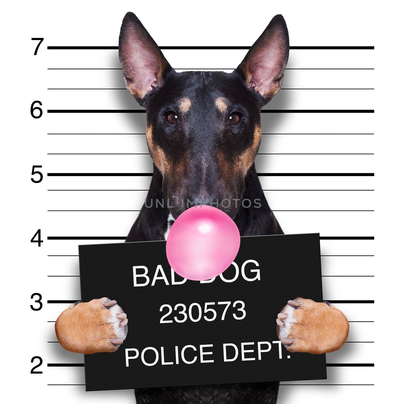 criminal mugshot  of pitbull terrier  dog at police station holding placard with bubble chewing gum , isolated on background