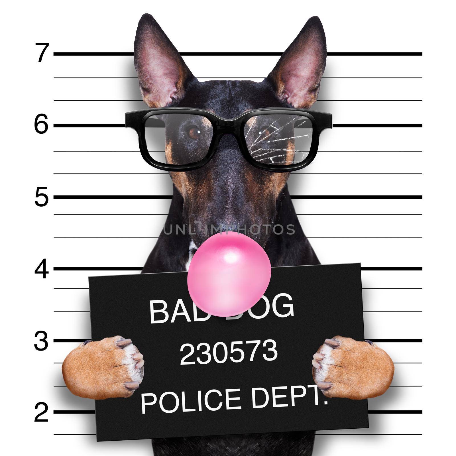 criminal mugshot  of pitbull terrier  dog at police station holding placard with bubble chewing gum , isolated on background