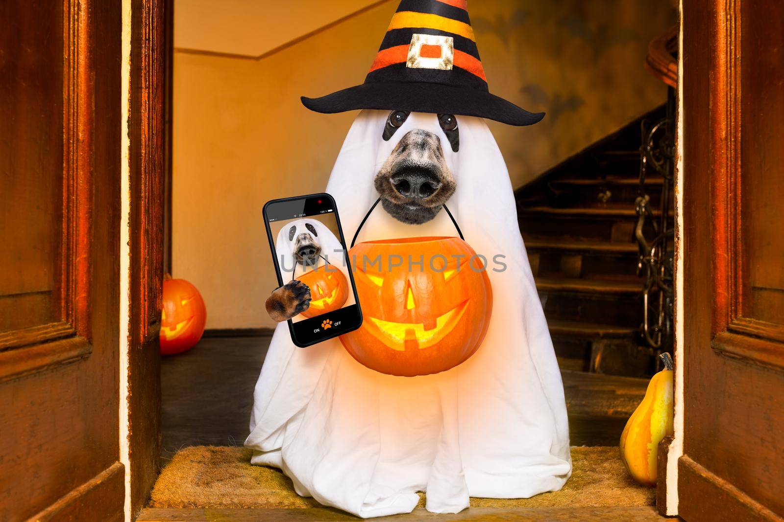 dog sit as a ghost for halloween in front of the door  at home entrance with pumpkin lantern or  light , scary and spooky taking  a selfie with smartphone