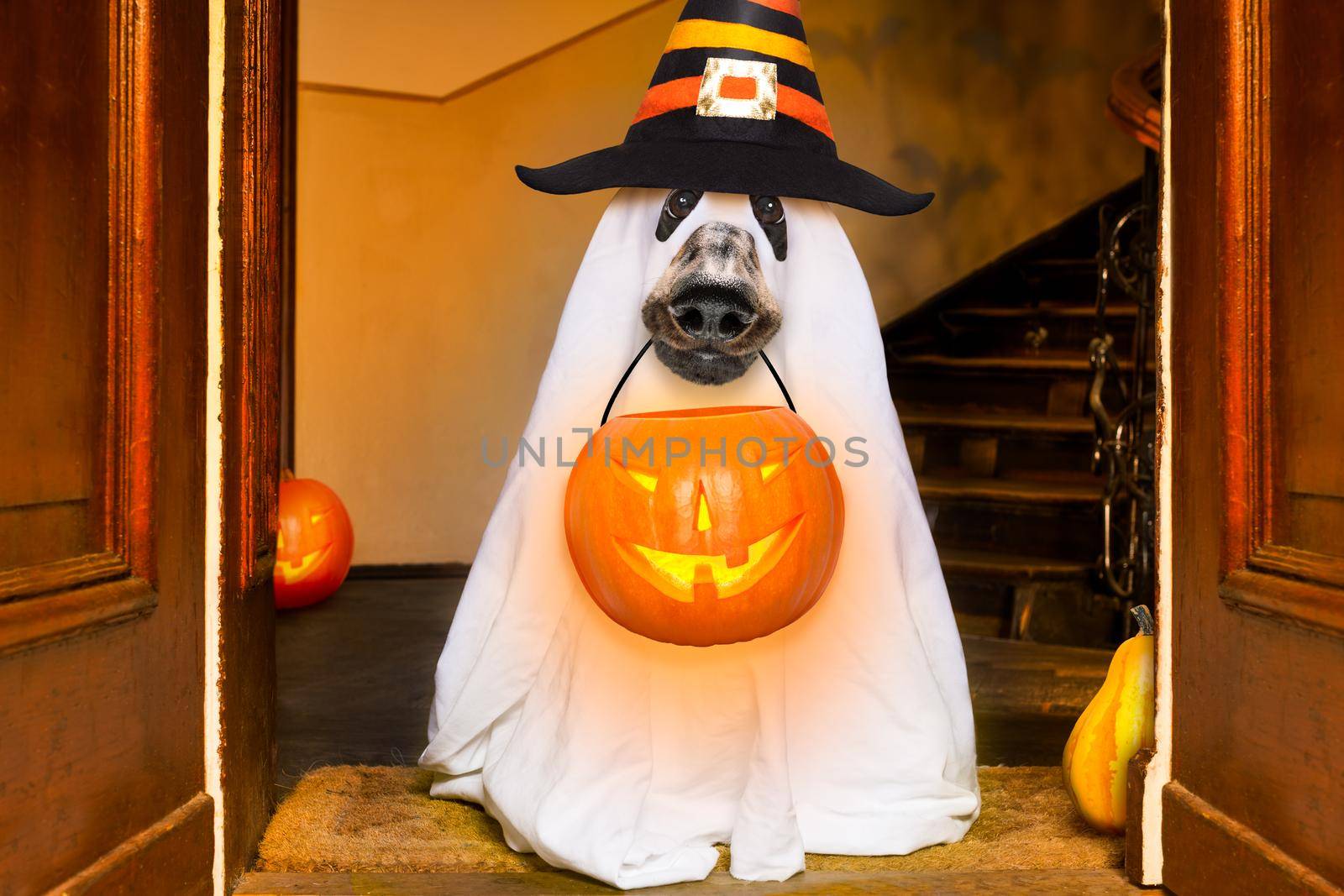 dog sit as a ghost for halloween in front of the door  at home entrance with pumpkin lantern or  light , scary and spooky