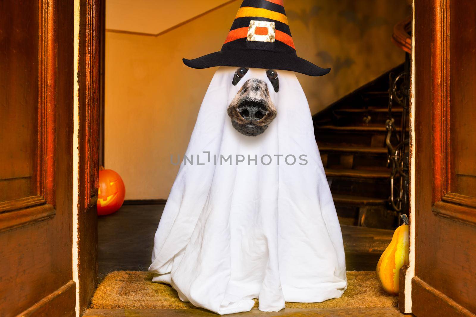 halloween  ghost  dog trick or treat by Brosch