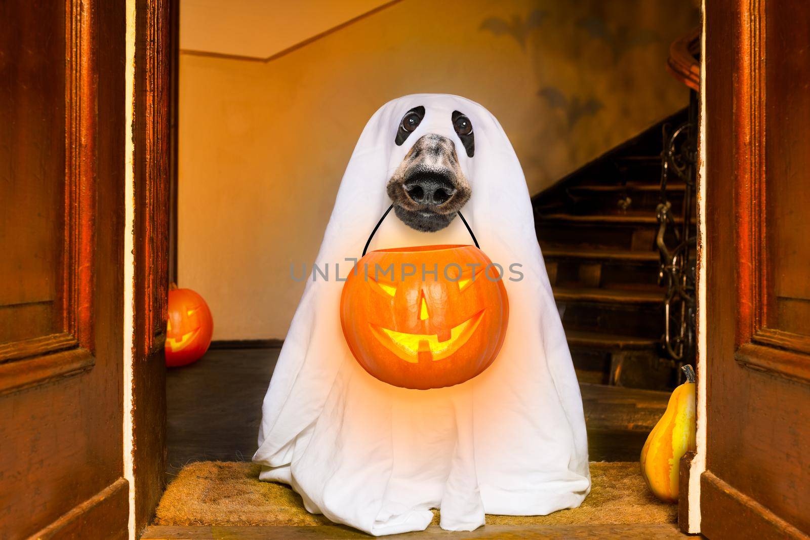 halloween  ghost  dog trick or treat by Brosch