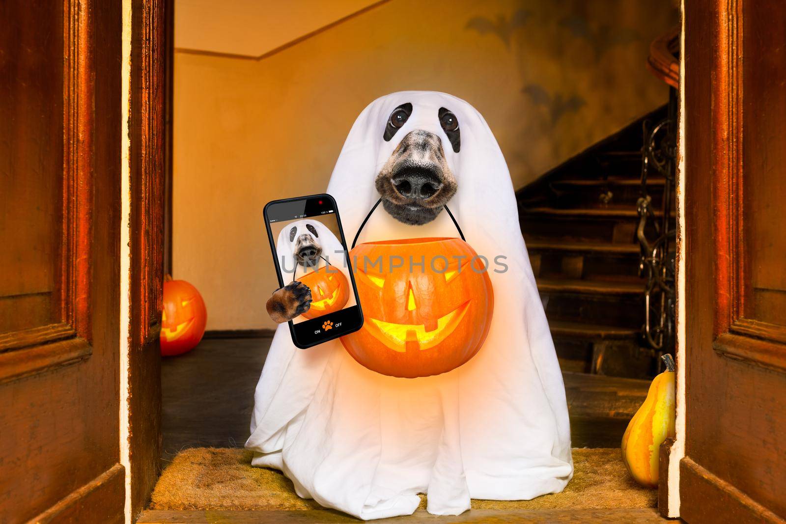 dog sit as a ghost for halloween in front of the door  at home entrance with pumpkin lantern or  light , scary and spooky taking  a selfie with smartphone