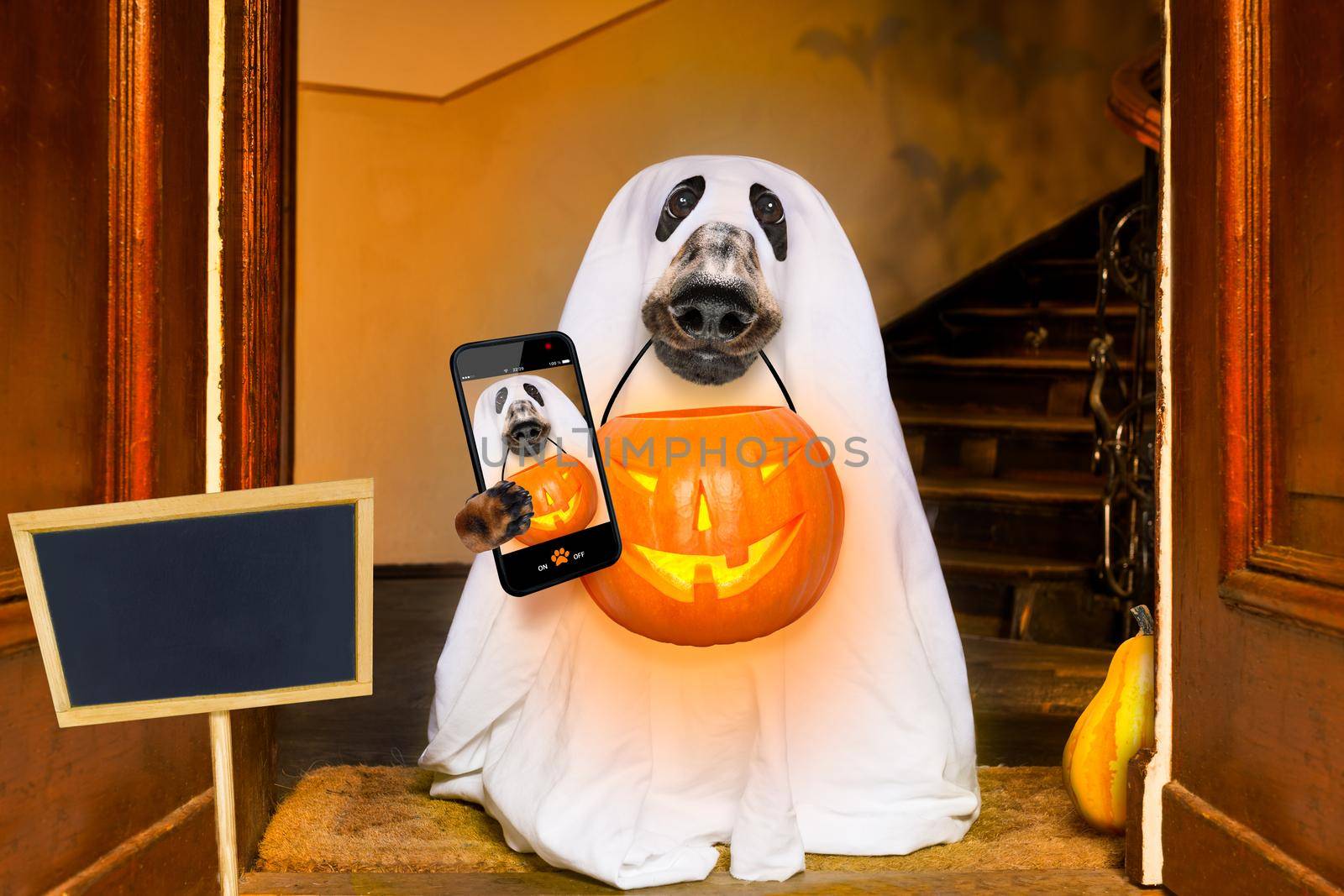 dog sit as a ghost for halloween in front of the door  at home entrance with pumpkin lantern or  light , scary and spooky taking  a selfie with smartphone