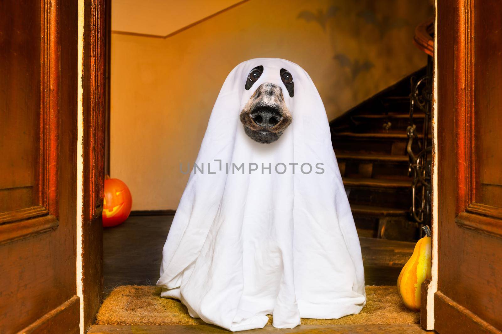 dog sit as a ghost for halloween in front of the door  at home entrance with pumpkin lantern or  light , scary and spooky