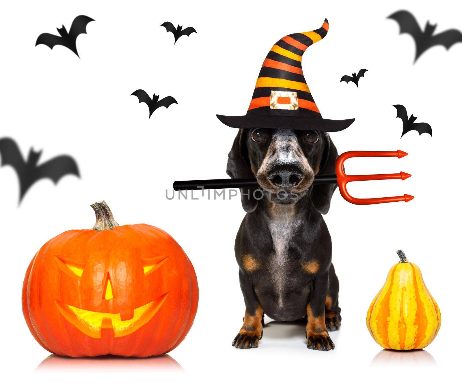 dachshund sausage dog sit as a ghost for halloween sitting   at with pumpkin lantern or  light , scary and spooky isolated on white background