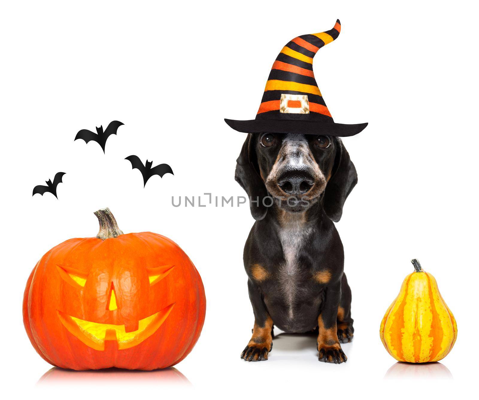 dachshund sausage dog sit as a ghost for halloween sitting   at with pumpkin lantern or  light , scary and spooky isolated on white background