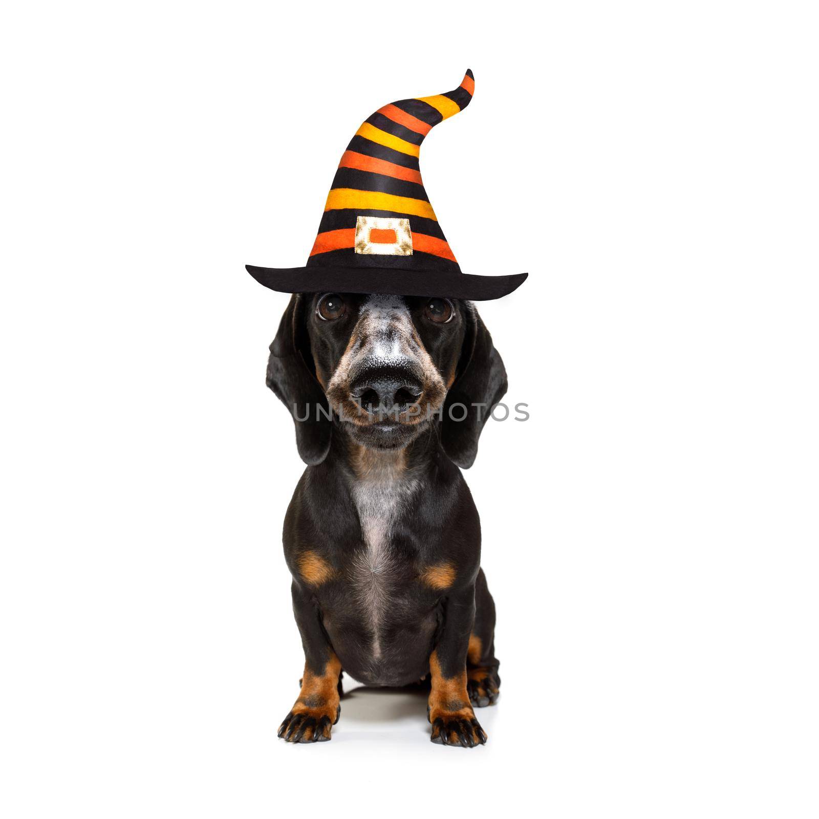 halloween  ghost  dog trick or treat by Brosch