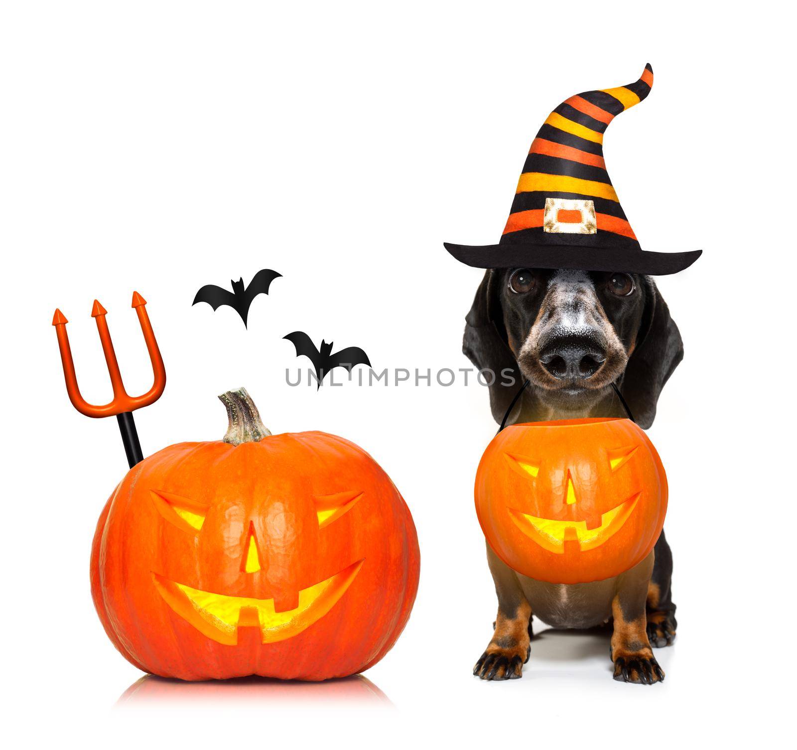 halloween  ghost  dog trick or treat by Brosch