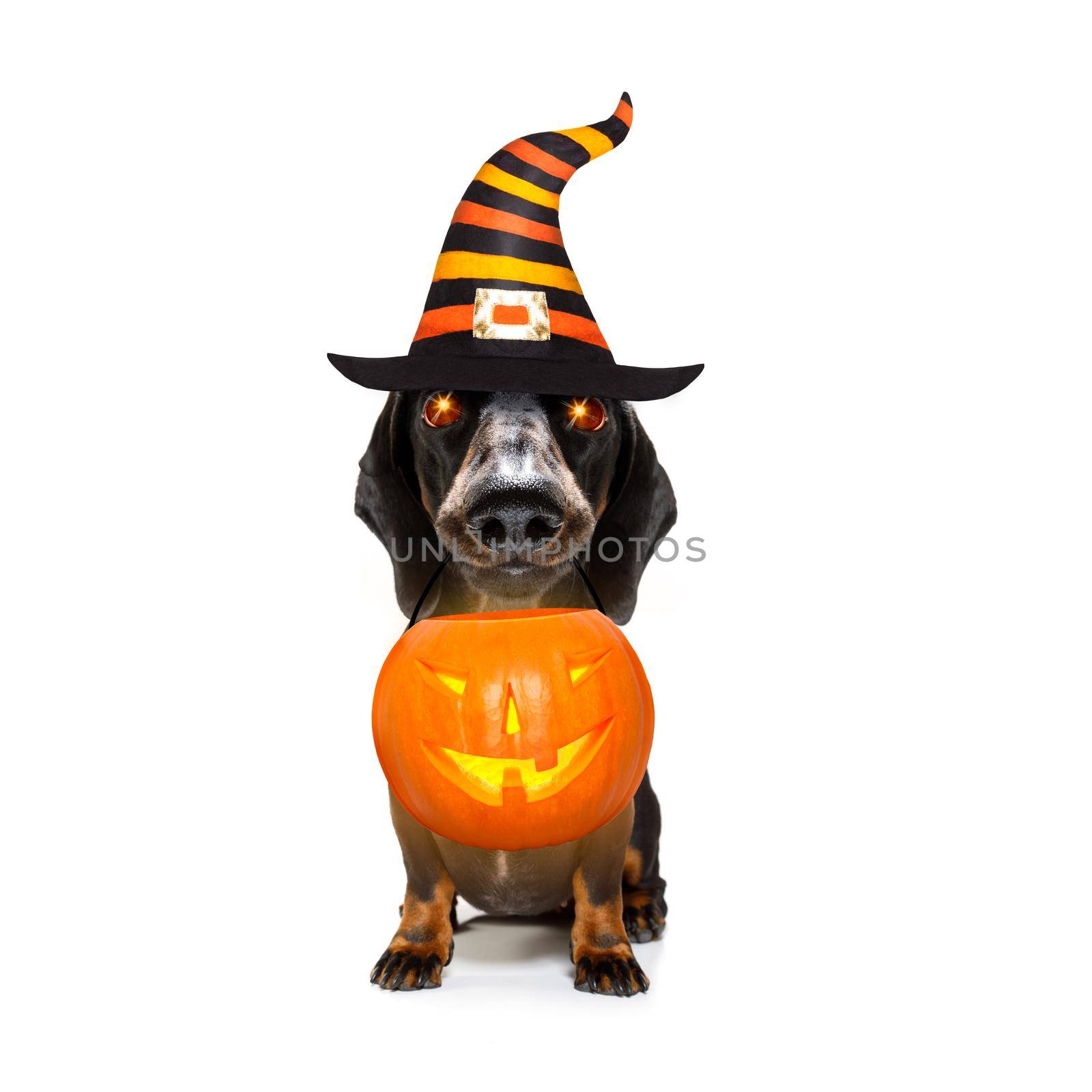 dachshund sausage dog sit as a ghost for halloween sitting   at with pumpkin lantern or  light , scary and spooky glowing eyes 
 isolated on white background