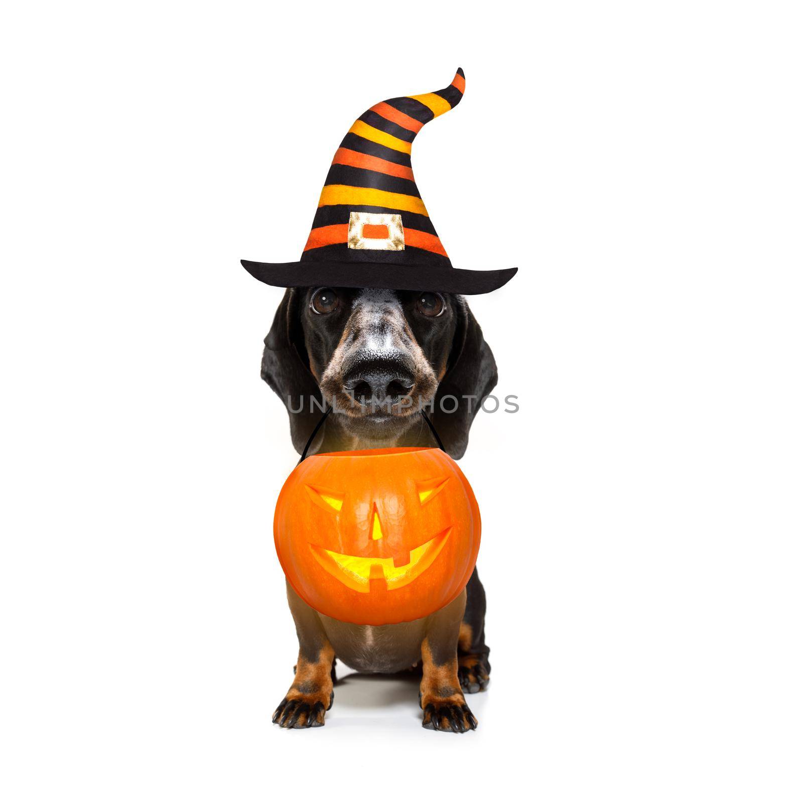 dachshund sausage dog sit as a ghost for halloween sitting   at with pumpkin lantern or  light , scary and spooky isolated on white background