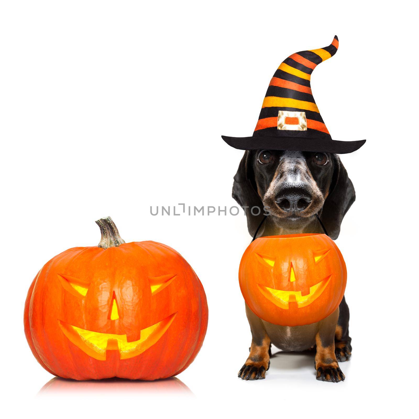 halloween  ghost  dog trick or treat by Brosch