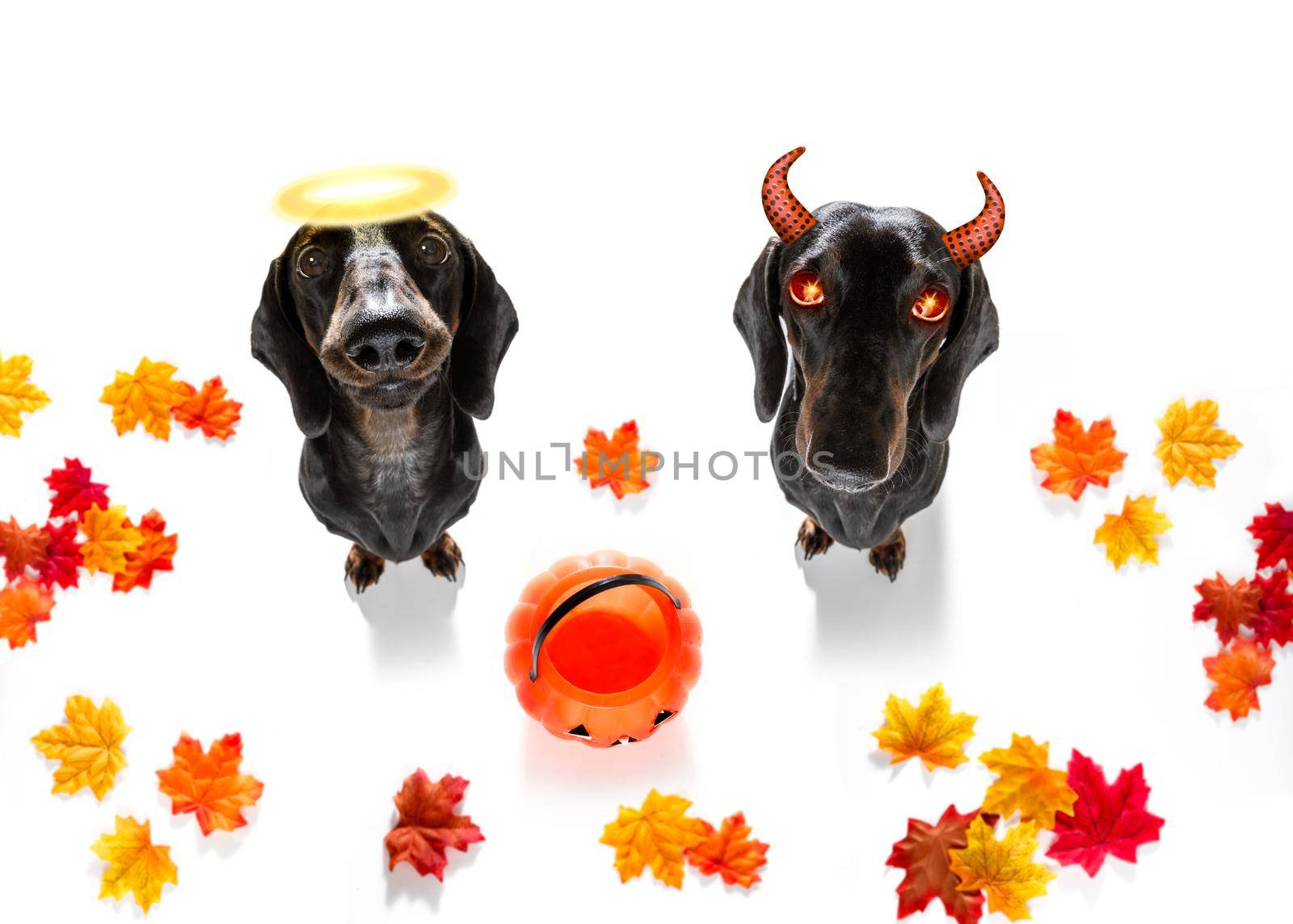 dachshund sausage dog sit as a ghost for halloween sitting   at with pumpkin lantern or  light , scary  angel with halo and spooky glowing eyes  right or wrong , good and bad