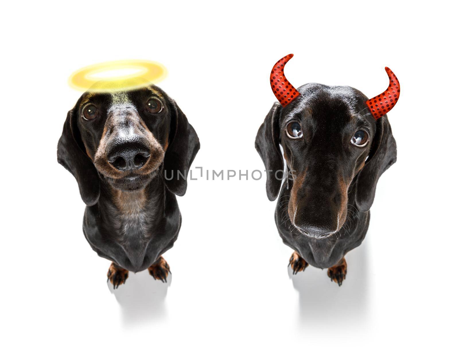dachshund sausage dog sit as a ghost for halloween sitting   at with pumpkin lantern or  light , scary and  angel with halo spooky  right or wrong , good and bad