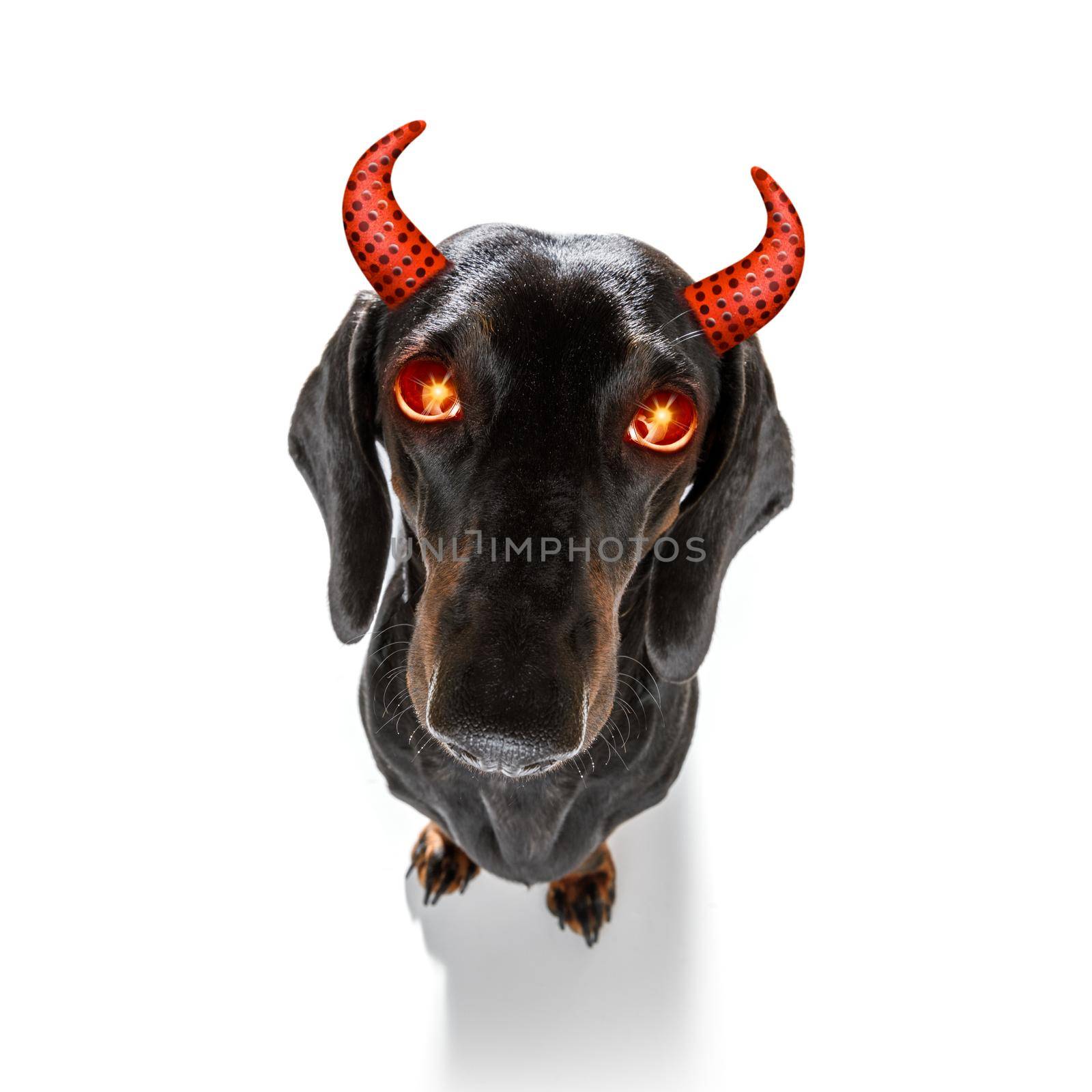 dachshund sausage dog sit as a ghost for halloween sitting   scary and spooky glowing eyes , isolated on white background