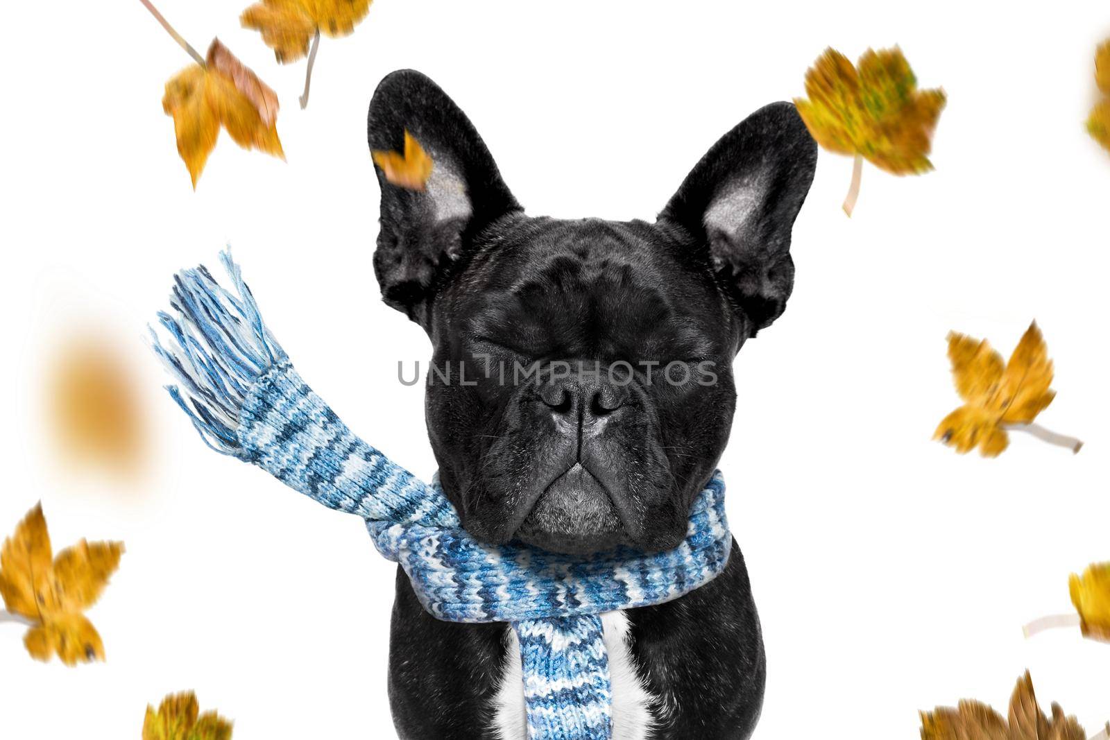 french bulldog  dog waiting for owner to play  and go for a walk with leash, isolated on white background in autumn or fall with leaves