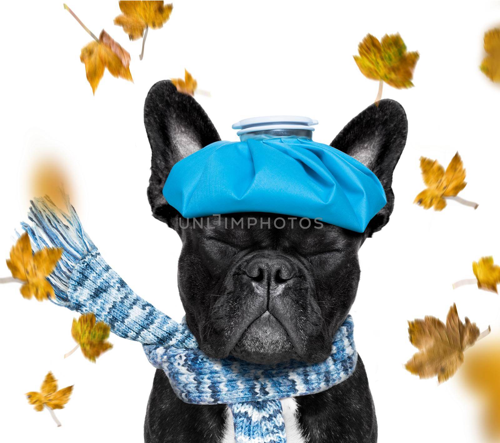 sick ill  french bulldog  dog , isolated on white background in autumn or fall with leaves windy