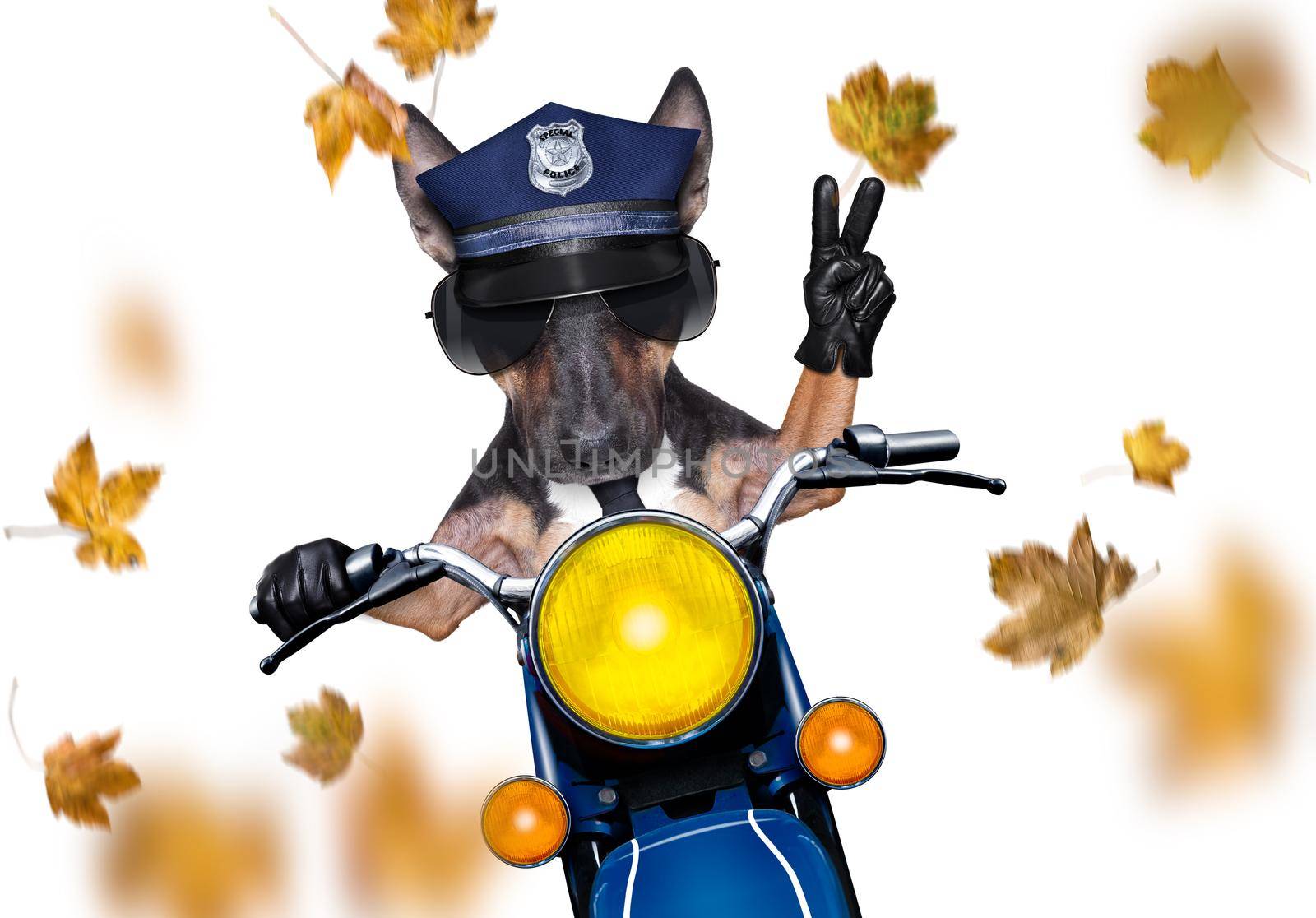 motorcycle diva lady fancy  dog driving a motorbike with sunglasses isolated on white background, in windy autumn fall with leaves flying around