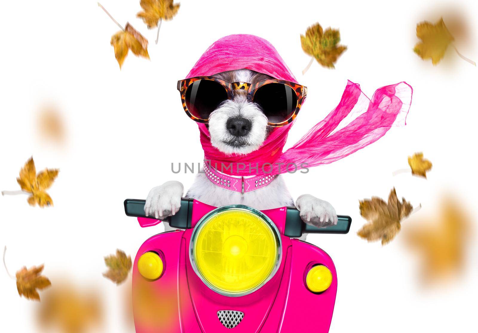 motorcycle diva lady fancy  dog driving a motorbike with sunglasses isolated on white background in windy autumn fall with leaves flying around