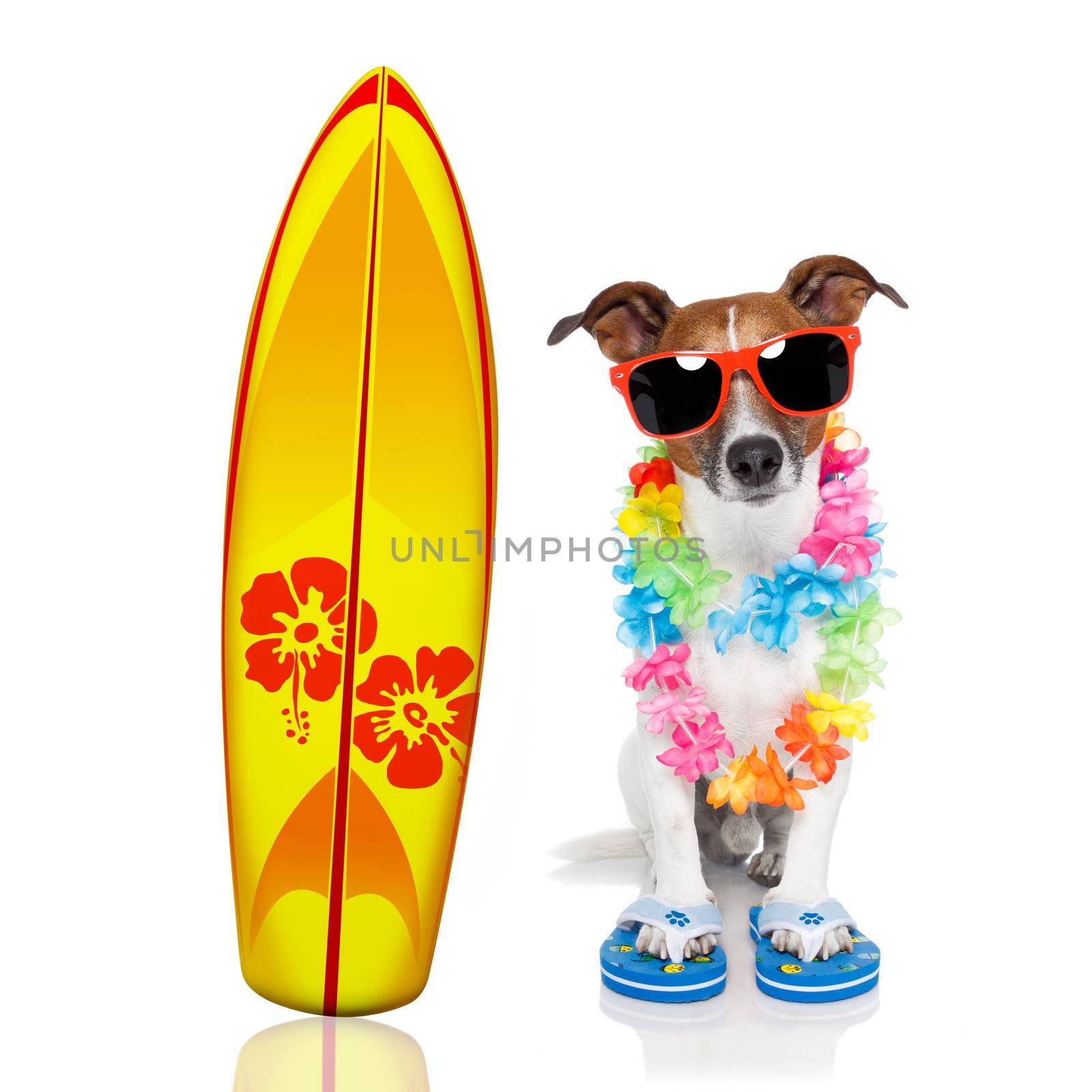 summer paradise vacation surfer jack russell dog with surfboard and sunglasses isolated on white background