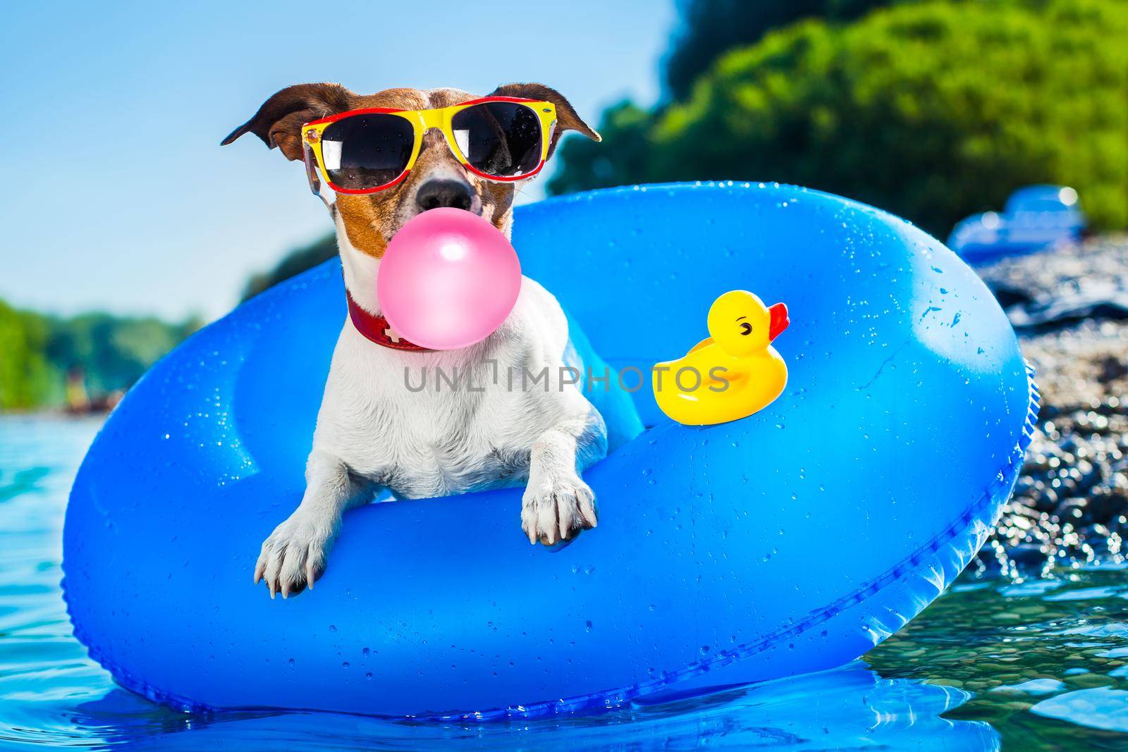 jack russell dog on  blue air mattress in summer vacation at the beach or river   in water refreshing  with bubble chewing gum