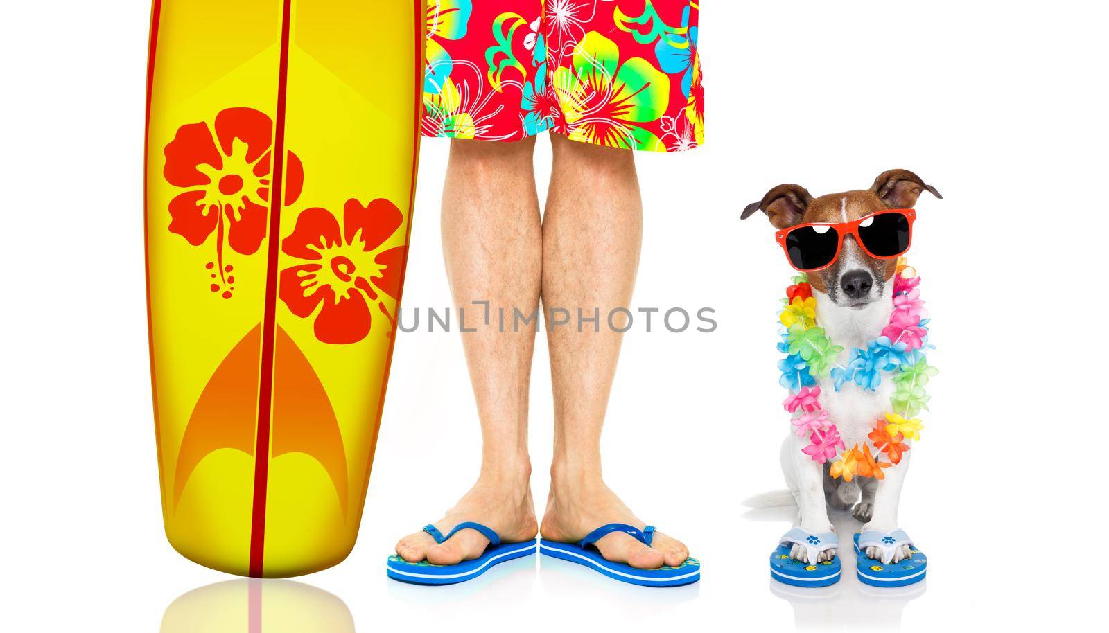 jack russell dog and owner ready to go on summer vacation  with surfboard as surfer , isolated on white background, wearing sunglasses