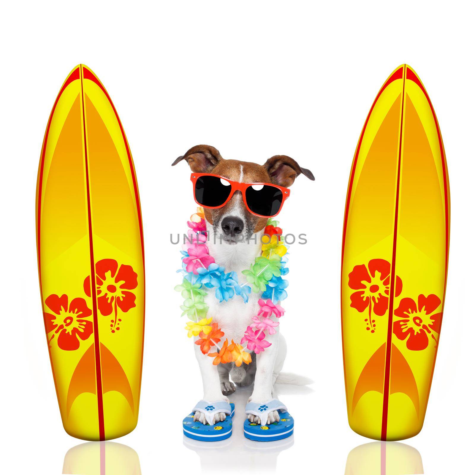 summer paradise vacation surfer jack russell dog with surfboard and sunglasses isolated on white background