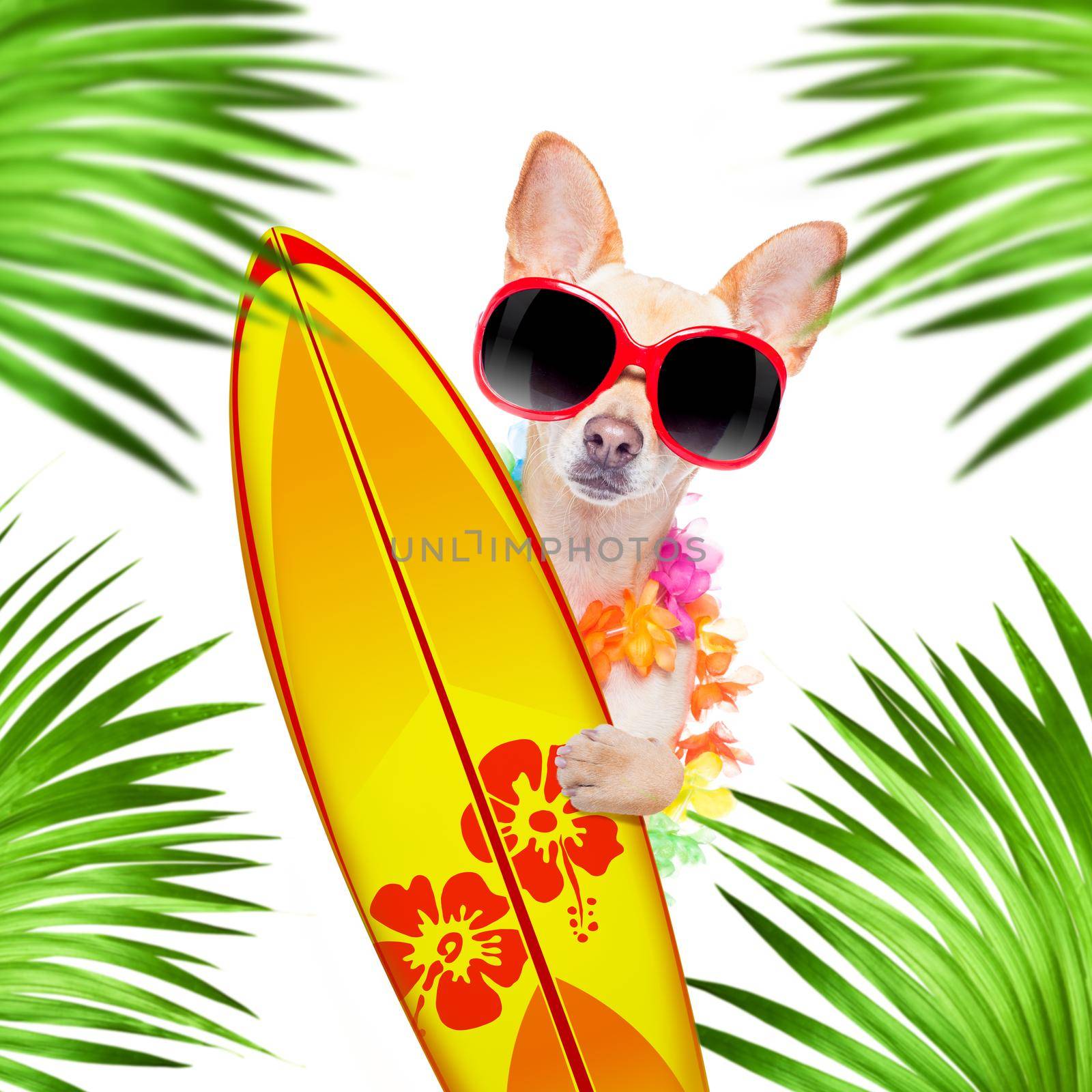 summer paradise vacation surfer chihuahua dog with surfboard and sunglasses isolated on white background, butterflies and palms