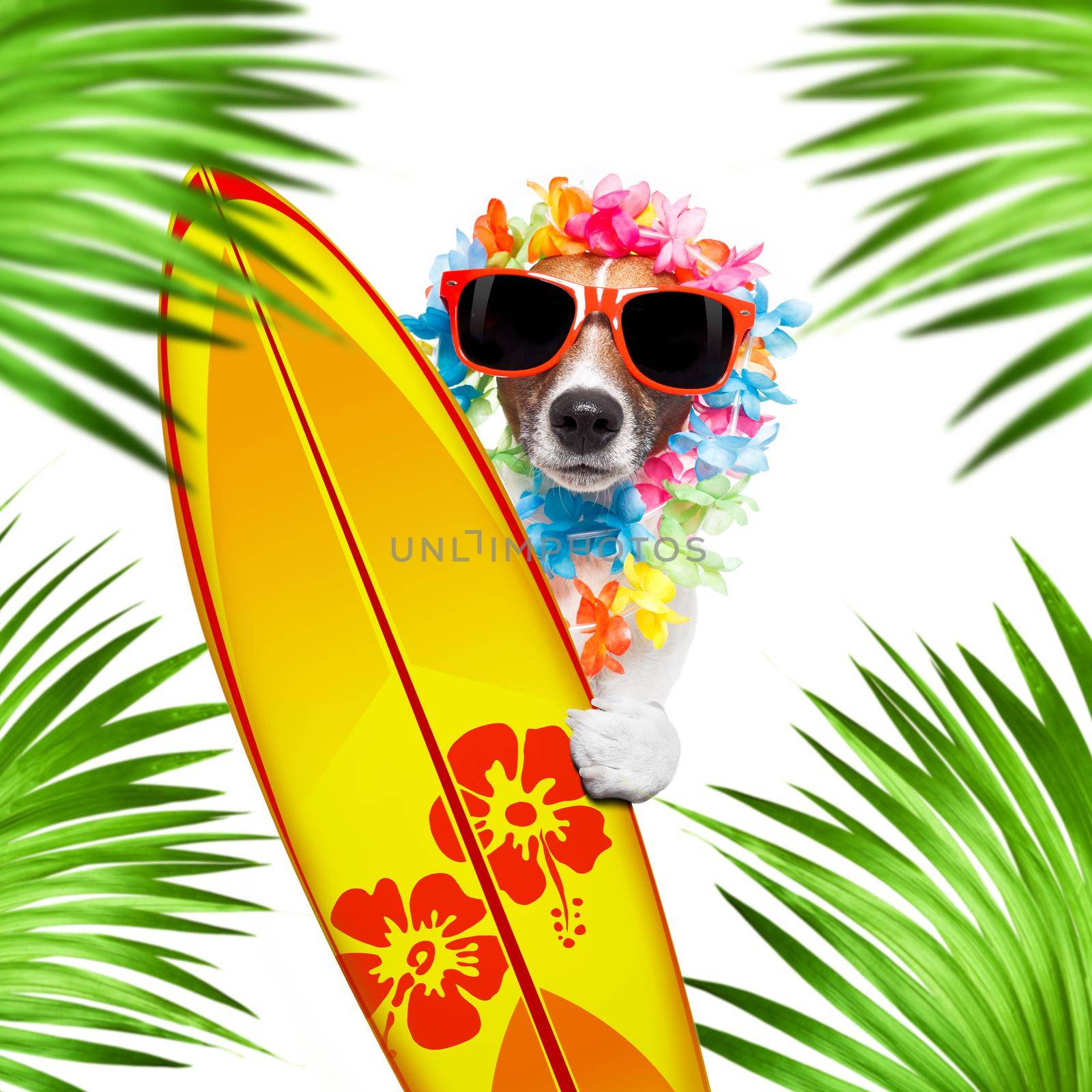 summer paradise vacation surfer jack russell dog with surfboard and sunglasses isolated on white background, butterflies and palms