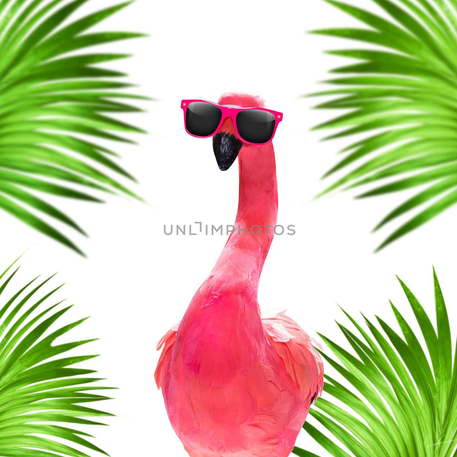 summer paradise vacation flamingo by Brosch