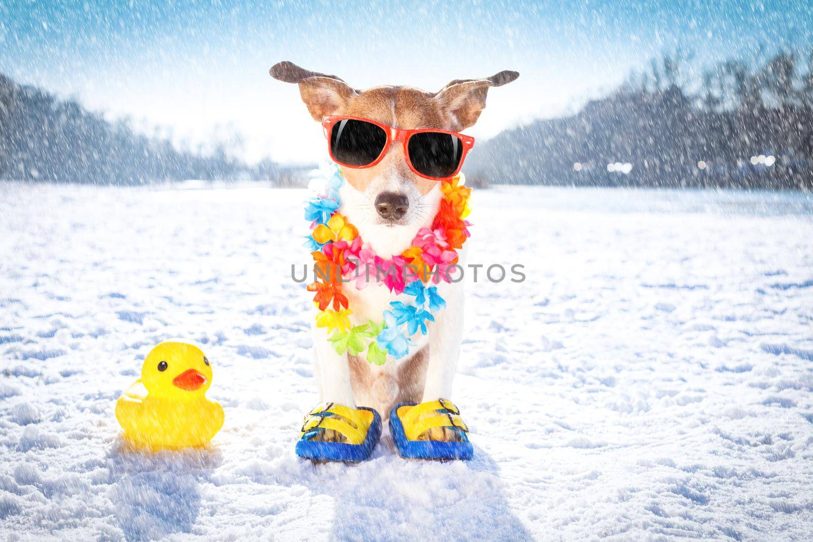 cool funny freezing icy dog in snow with sunglasses and scarf, sitting and waiting to go for a walk with owner