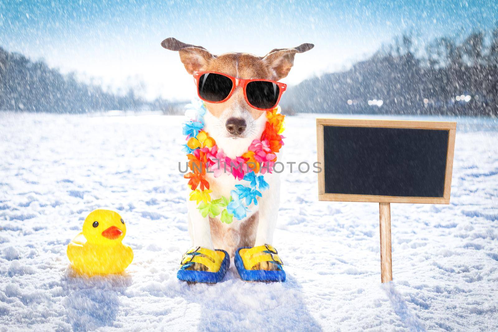 cool funny freezing icy dog in snow with sunglasses and scarf, sitting and waiting to go for a walk with owner