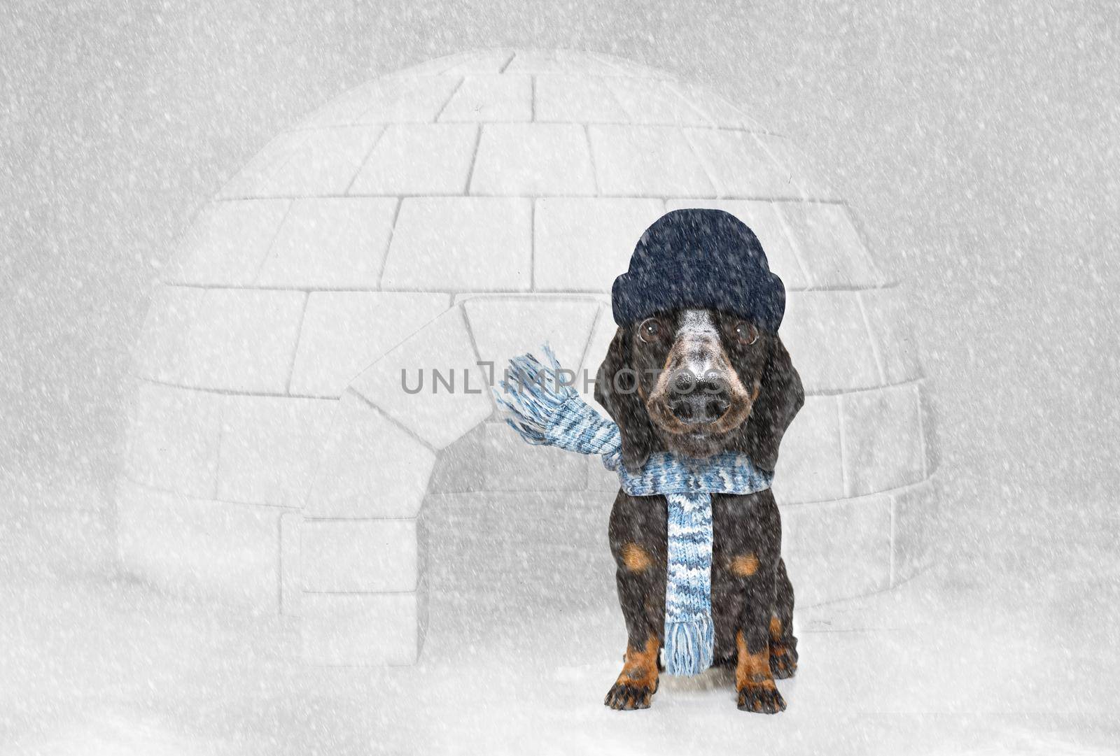 freezing icy dog in snow and igloo by Brosch