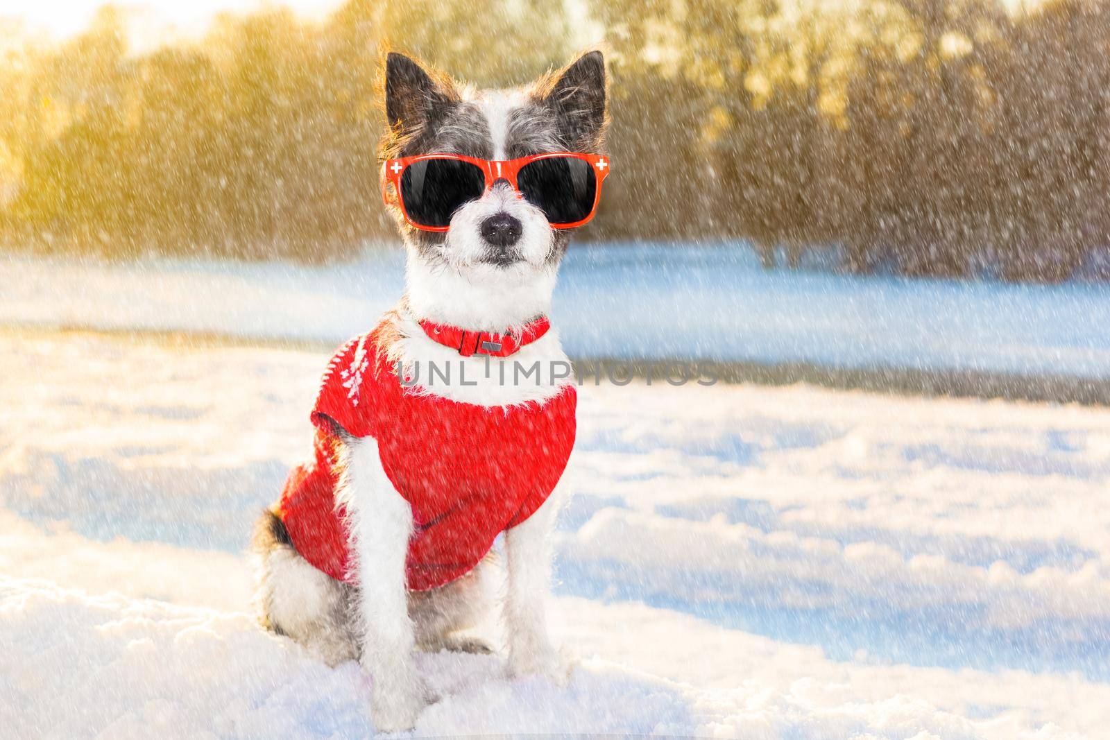 cool funny freezing icy dog in snow with sunglasses and scarf, sitting and waiting to go for a walk with owner